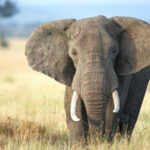 Fakta Menarik Terdapat Pada Hewan Gajah