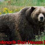 Fakta Menarik Dari Hewan Beruang
