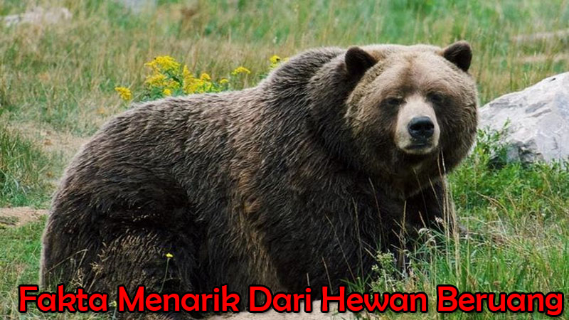 Fakta Menarik Dari Hewan Beruang