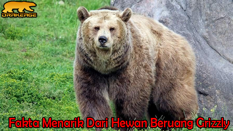 Beruang Grizzly