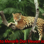 Fakta Menarik Dari Hewan Jaguar -