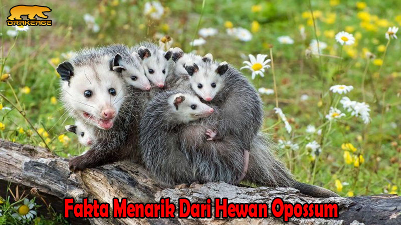 Fakta Menarik Dari Hewan Opossum