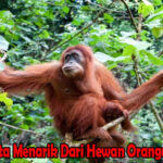 Fakta Menarik Dari Hewan Orangutan