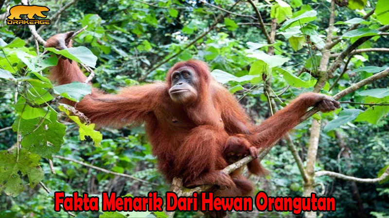Fakta Menarik Dari Hewan Orangutan