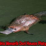 Fakta Menarik Dari Hewan Platypus