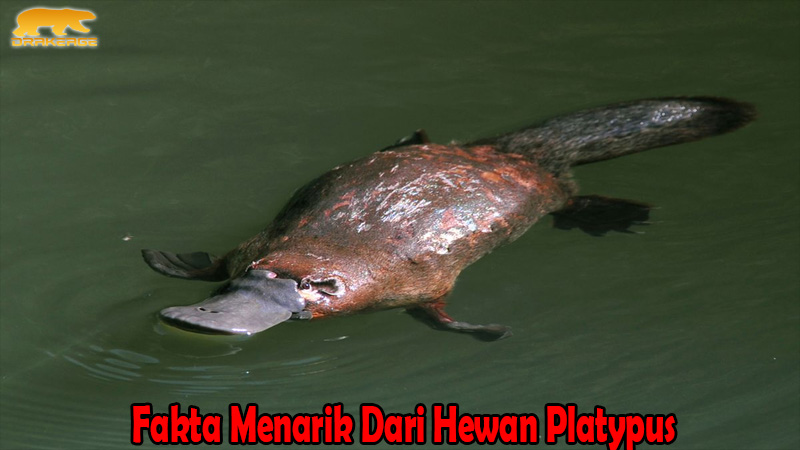 Fakta Menarik Dari Hewan Platypus