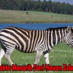 Fakta Menarik Dari Hewan Zebra