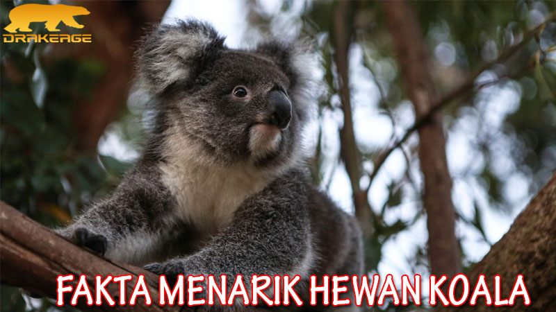 Fakta Menarik Dari Hewan Koala