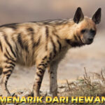 hewan hyena