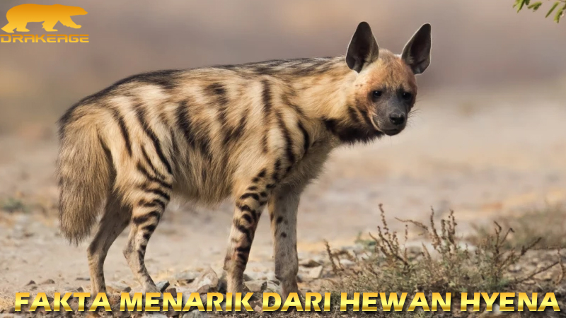 hewan hyena